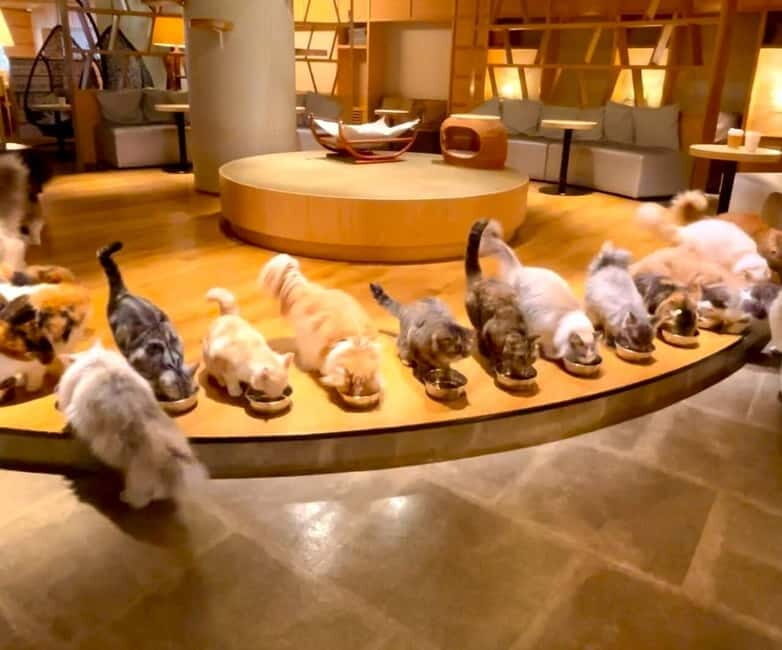 Tokyo: Gotokuji Cat Temple, Shinjuku Cat Cafe & 3D Cat Tour - Key things to know before you go