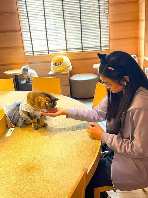 Tokyo: Gotokuji Cat Temple, Shinjuku Cat Cafe & 3D Cat Tour - Why this Tokyo cat tour works as a real itinerary