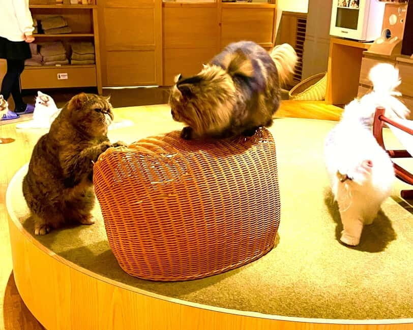 Tokyo: Gotokuji Cat Temple, Shinjuku Cat Cafe & 3D Cat Tour - Price and value: what you’re paying for (and what you’re not)