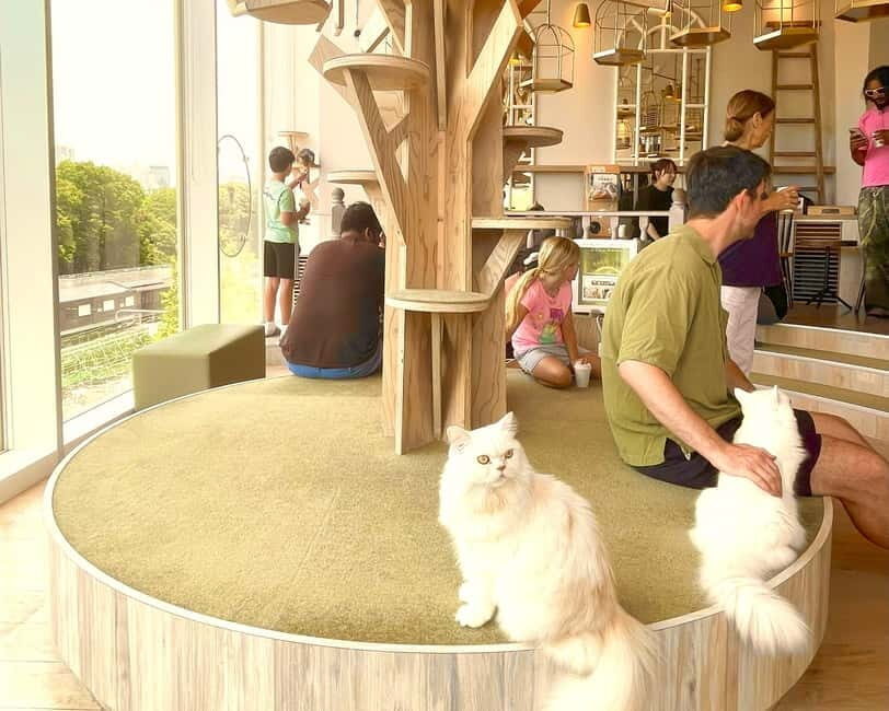 Tokyo: Gotokuji Lucky Cat Temple & Harajuku Cat Cafe Tour - Key things I’d mark on your cat map