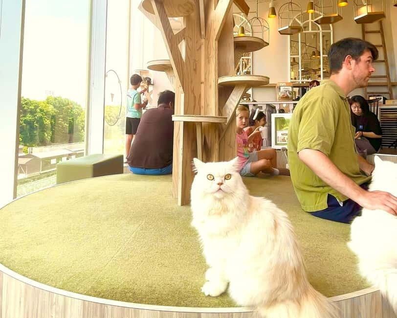Tokyo: Gotokuji Lucky Cat Temple & Harajuku Cat Cafe Tour - Heading toward Gotokuji: train time, station details, and the cat tram