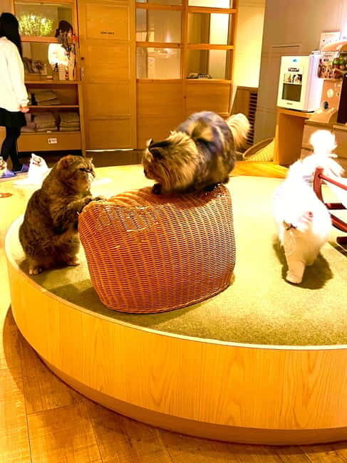Tokyo: Gotokuji Lucky Cat Temple & Harajuku Cat Cafe Tour - The shopping street near the temple: original cat items and real browsing time