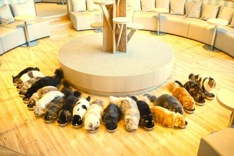 Tokyo: Gotokuji Lucky Cat Temple & Harajuku Cat Cafe Tour - Timing and value: is $53 worth it for this cat fix