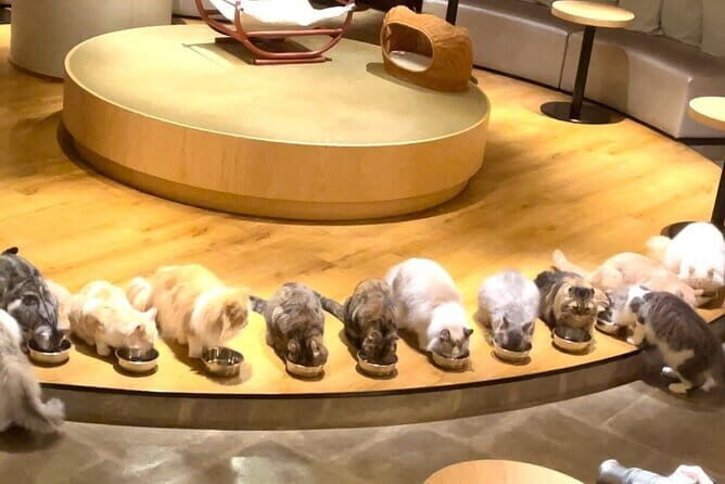 Tokyo: Gotokuji Lucky Cat Temple, Shinjuku Cat Cafe, 3D Giant Cat - From Shinjuku to Gotokuji: the fun logic of this cat tour