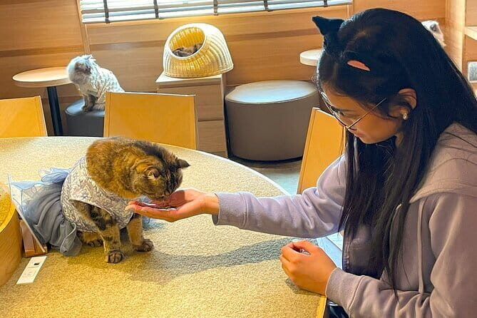 Tokyo: Gotokuji Lucky Cat Temple, Shinjuku Cat Cafe, 3D Giant Cat - Meeting point: finding it fast in Shinjuku (so you don’t stress)