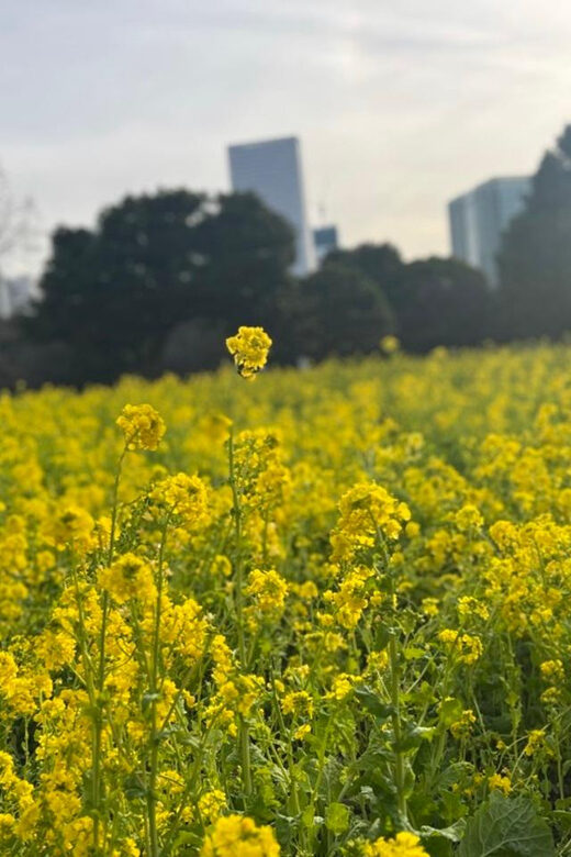 Tokyo: Hama-rikyu Gardens tour with Japanese Tea & Sweets - Who This Tour Fits Best (And Who Might Feel Under-Satisfied)