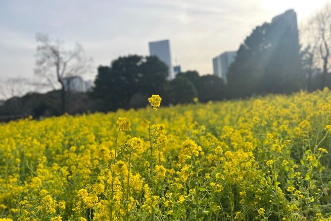 Tokyo: Hama-rikyu Gardens tour with Japanese Tea & Sweets - The Garden Styles You’ll Actually Notice (Karesansui + Kaiyushiki)