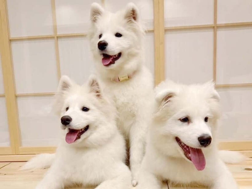 Tokyo Harajuku:30-Minute Samoyed Interaction Experience - Key things to know before you go