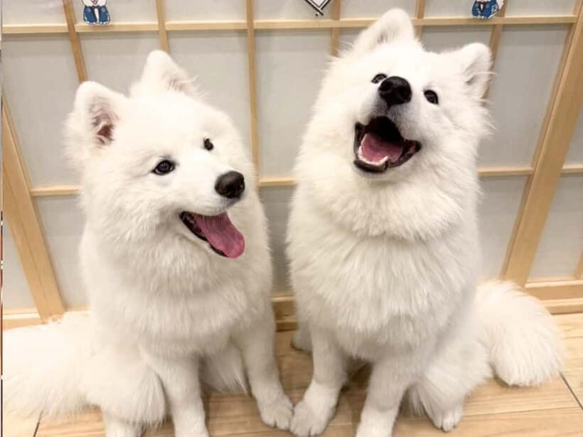 Tokyo Harajuku:30-Minute Samoyed Interaction Experience - Harajuku’s Samoyed Café: the 30-minute setup