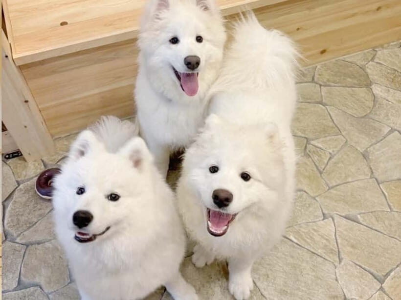 Tokyo Harajuku:30-Minute Samoyed Interaction Experience - Meeting up near Meiji-jingumae Station (and staying on schedule)