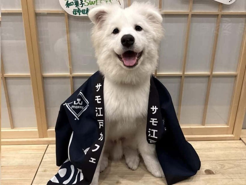 Tokyo Harajuku:30-Minute Samoyed Interaction Experience - The 30 minutes with up to 16 Samoyeds