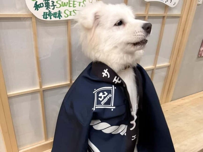 Tokyo Harajuku:30-Minute Samoyed Interaction Experience - Drinks included: a small comfort that makes it feel easy