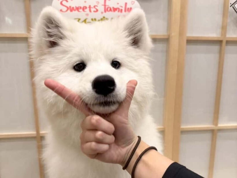 Tokyo Harajuku:30-Minute Samoyed Interaction Experience - Rules that affect your experience (the stuff you should actually care about)