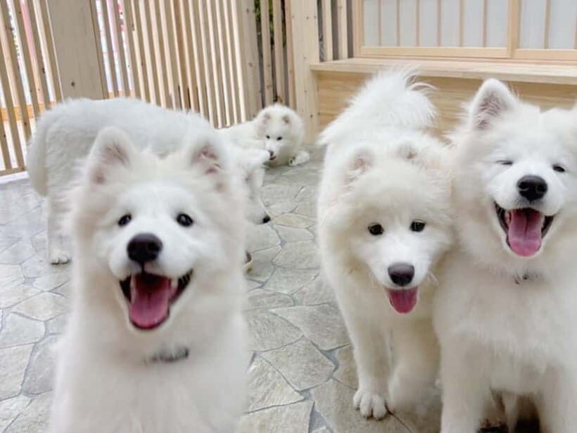 Tokyo Harajuku:30-Minute Samoyed Interaction Experience - Price check: is $24 a good deal for Tokyo?