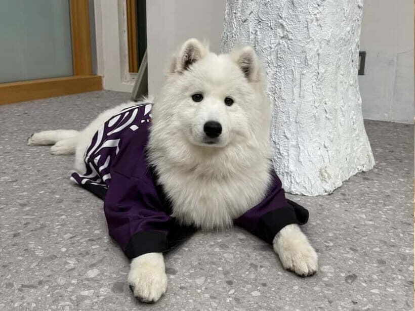 Tokyo Harajuku:30-Minute Samoyed Interaction Experience - Who this is best for (and who might skip it)