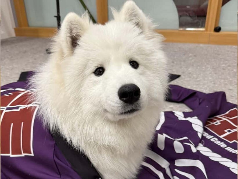 Tokyo Harajuku:30-Minute Samoyed Interaction Experience - What’s included: happi coat, unlimited drinks, and photos