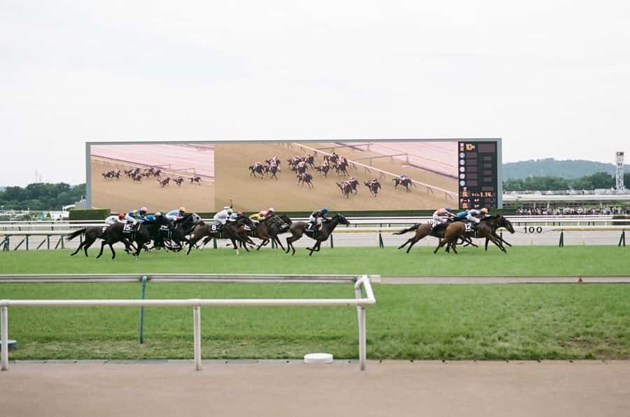 Tokyo: Horse Racing Tour with Local Fan - Key things I think you’ll care about