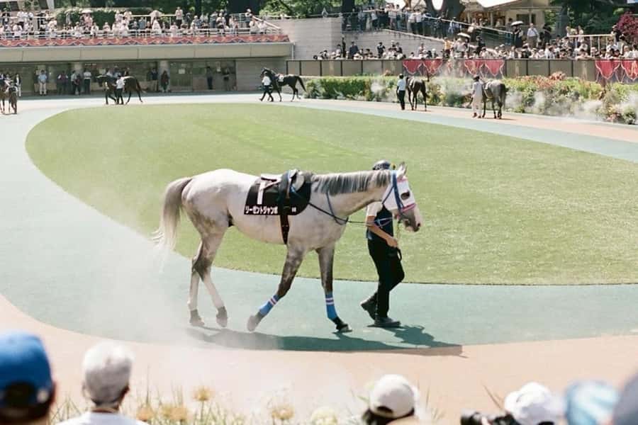 Tokyo: Horse Racing Tour with Local Fan - Price and value: $60 plus what you choose to bet