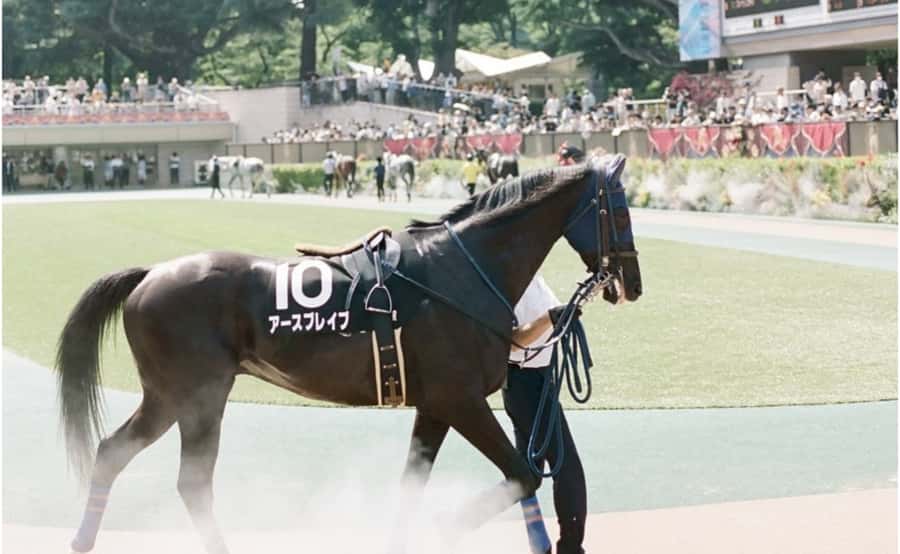 Tokyo: Horse Racing Tour with Local Fan - Who this tour is best for (and when to skip it)