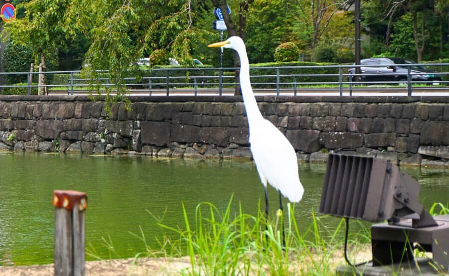 Tokyo: Imperial Palace Japanese History Walking Tour - Comfort, rain or shine, and what guides seem to handle well