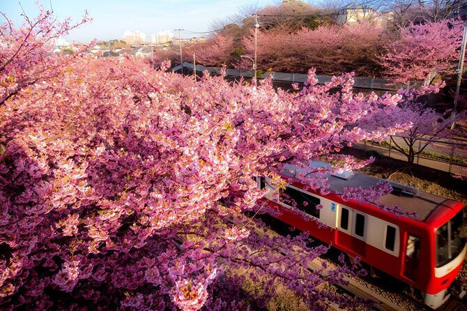 Tokyo-Izu: Volcano, Ocean& Capybara Cuddle with Izu Scenic Train - Getting Out of Tokyo Easily: Pickup Zones, Small Group Pace, and the 7:00 am Start