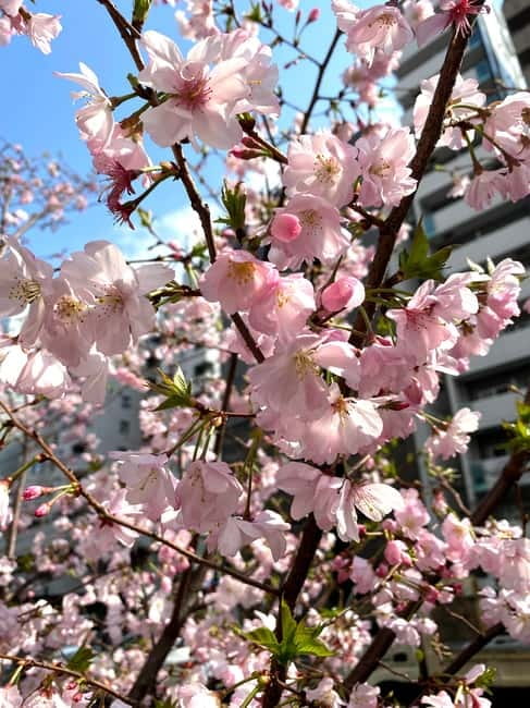 Tokyo Local Foodie Adventure near Roppongi - Why Azabujuban feels special when you’re near Roppongi