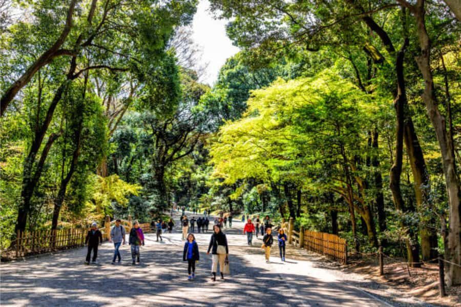 Tokyo: Meiji Shrine Walking Tour with Local Guide - Key points worth your attention