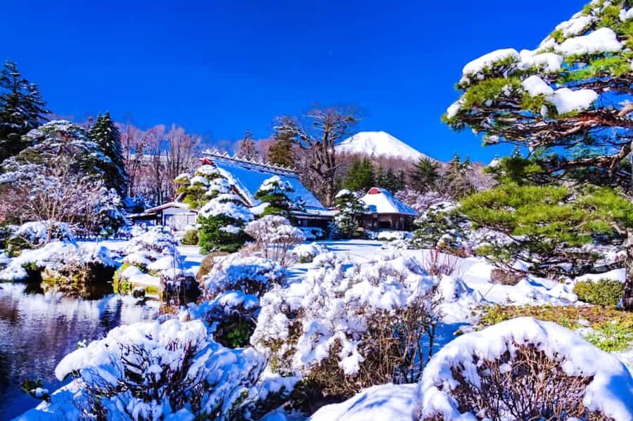 Tokyo: Mount Fuji Day Trip with Scenic & Local Stops - Lake Yamanaka Swan Feeding: A Calmer End to the Day