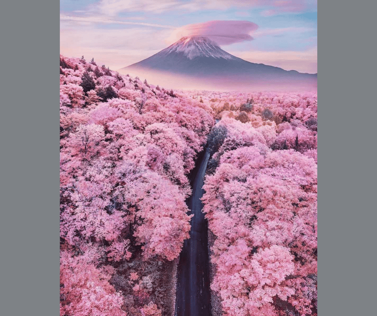 Tokyo: Mt. Fuji & Hakone Cherry Blossoms Private Day Tour - Gotemba Premium Outlets: why this shopping stop makes sense