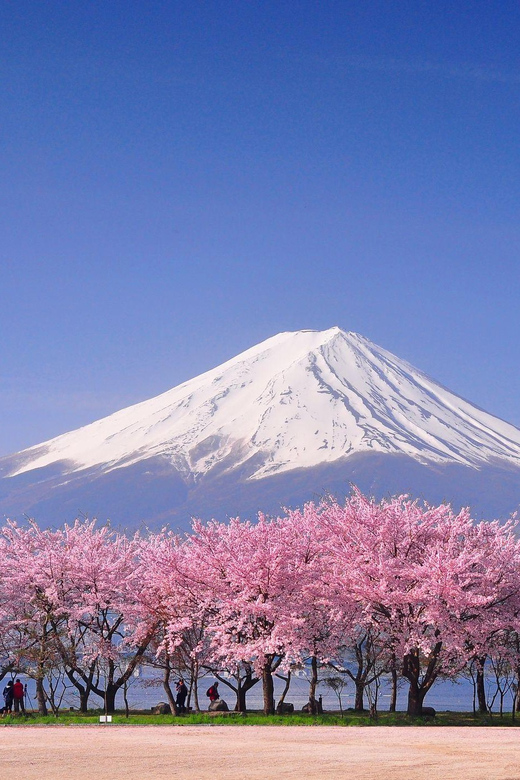 Tokyo: Mt. Fuji & Hakone Cherry Blossoms Private Day Tour - Lake Kawaguchiko, lunch, street food, and Oishi Park views