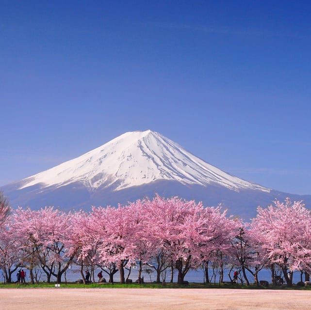 Tokyo: Mt. Fuji & Hakone Cherry Blossoms Private Day Tour - Mt. Fuji 5th Station: up close, not just from far away