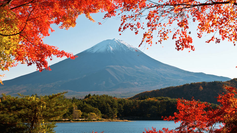 Tokyo: Mt. Fuji Hidden Gems and Aokigahara Forest Tour - Key Points to Know Before You Go