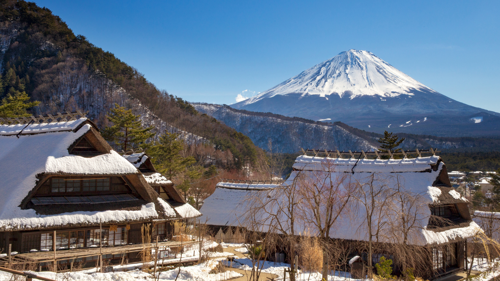 Tokyo: Mt. Fuji Hidden Gems and Aokigahara Forest Tour - Saiko Nenba-hama: A Quiet Lakeside Reset