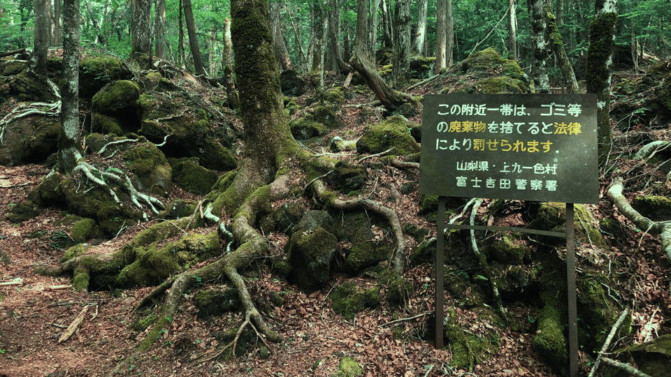 Tokyo: Mt. Fuji Hidden Gems and Aokigahara Forest Tour - Price and What You Get From a Private Group Up to 5