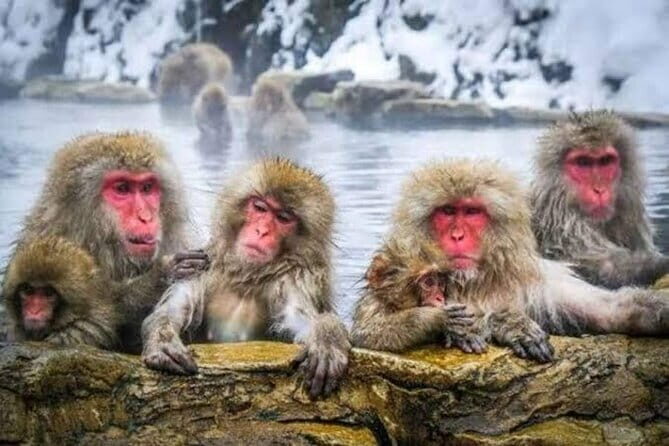 Tokyo Nagano Snow Monkey Park and Zenkoji Temple English driver - Start at Zenko-ji: Old Temple Energy With a Guide to Make It Click