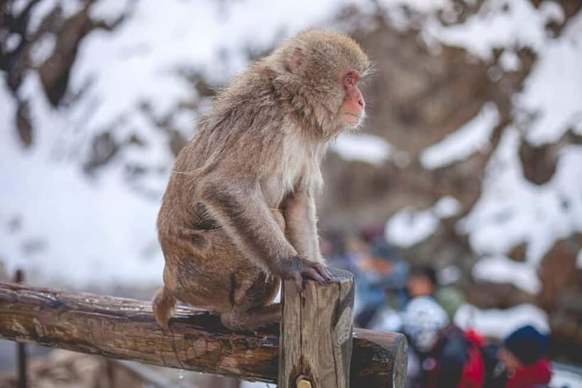 Tokyo: Nagano Snow Monkeys and Zenkoji Tour with Temples - Matsushiro Castle Ruins for a Dose of History and Quiet Views