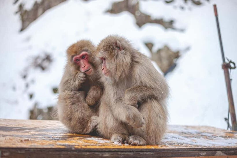 Tokyo: Nagano Snow Monkeys and Zenkoji Tour with Temples - Zenko-ji Temple: Calm, Sacred, and Actually Understandable