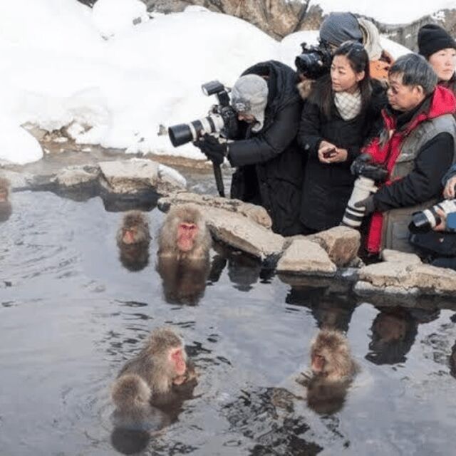 Tokyo: Nagano Snow Monkeys and Zenkoji Tour with Temples - Jigokudani Monkey Park: Snow Monkeys in Natural Hot Springs