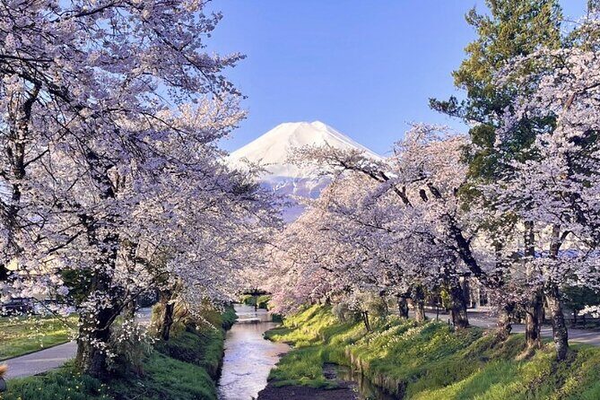 TOKYO OishiPark, Oshino & KoedoKawagoe, Fuji Mount - Shinjuku Pickup to Lake Kawaguchi: Timing and Coach Reality