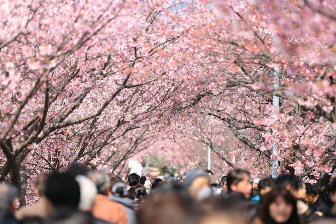 Tokyo Private Cherry Blossom Tour with a Local – Picnic Included - How the Ueno-to-Sumida route makes a cherry blossom day easier