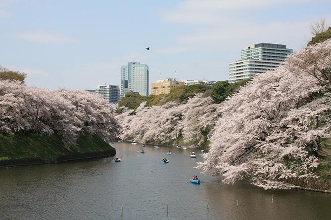 Tokyo Private Cherry Blossom Tour with a Local – Picnic Included - Ueno Park: start under a pink-and-white canopy