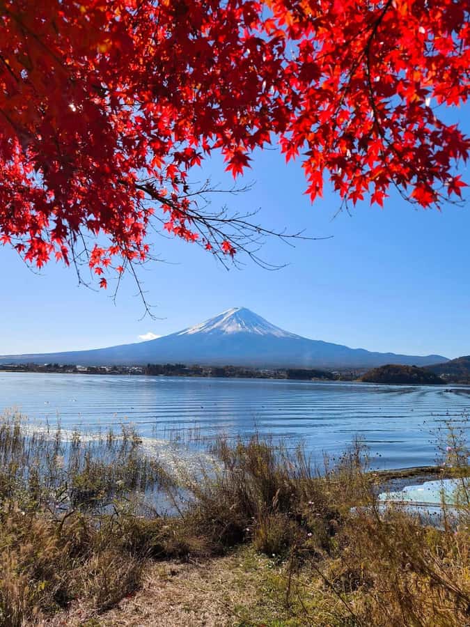 Tokyo: Private Mt.Fuji Day Trip with English-Speaking Driver - Mt. Fuji 5th Station Views and the Seasonal Access Rule