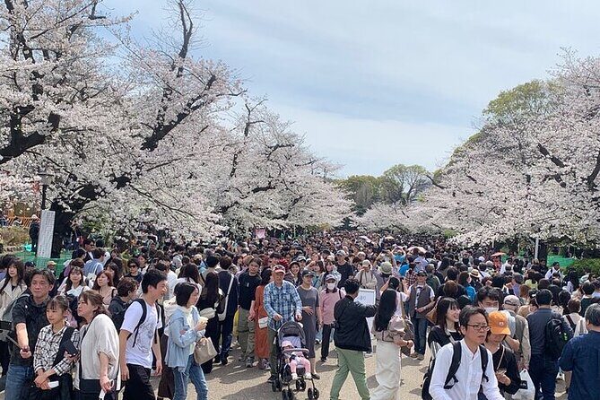 Tokyo Sightseeing/ City Tour by Private Car with English Guide - Price value: what $362.39 per group really works out to