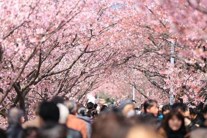 Tokyo Spring Daytime (Cherry Blossom) Food Tour - Key Points That Matter Before You Go
