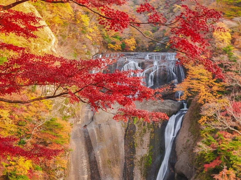 Tokyo: Spring Hitachi Seaside & Ashikaga Flower Park Tour - Key Things That Make This Tour Worth Your Time