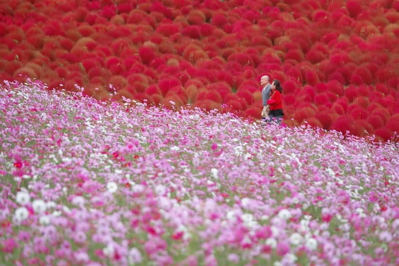 Tokyo: Spring Hitachi Seaside & Ashikaga Flower Park Tour - Who This Tour Fits Best (And Who Might Want Another Plan)