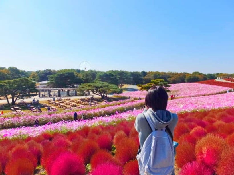 Tokyo: Spring Hitachi Seaside & Ashikaga Flower Park Tour - Hitachi Seaside Park: Miharashi Hill and the 5.3 Million Blue Nemophila