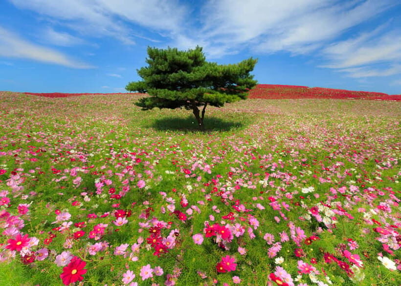 Tokyo: Spring Hitachi Seaside & Ashikaga Flower Park Tour - The Mibu Michi no Eki Stop: Snacks, Character Sightings, and a Local Reset