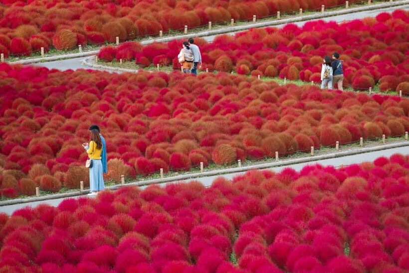 Tokyo: Spring Hitachi Seaside & Ashikaga Flower Park Tour - Ashikaga Flower Park: Great Wisteria Cascades and the White Tunnel