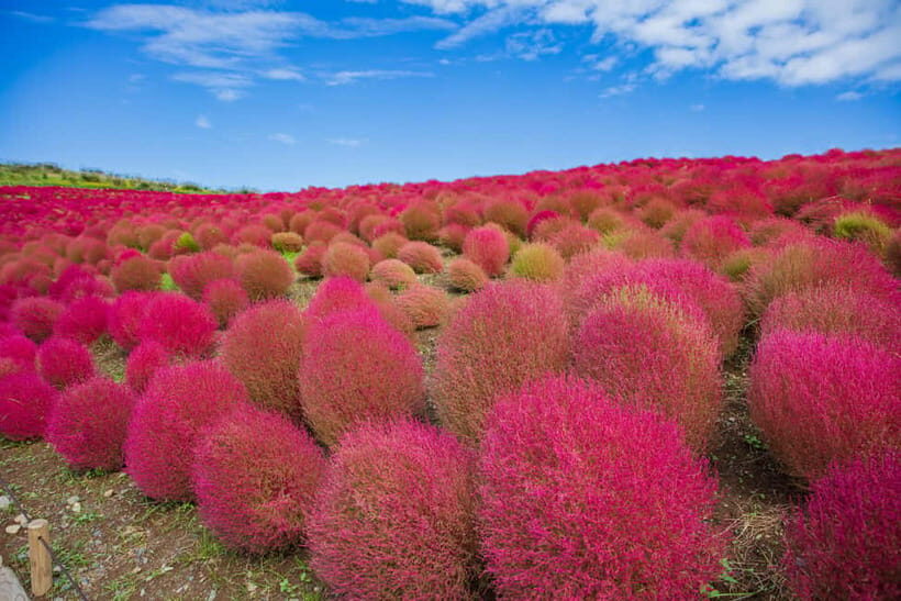 Tokyo: Spring Hitachi Seaside & Ashikaga Flower Park Tour - Price and Value: What You’re Paying For at $98